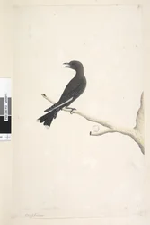 Pagina 12. Ocypterus. boven de titel in een andere hand april, natuurlijke grootte Dusky Wood, Swallow Artamus cyanopterus