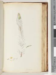 Floribunda onvoltooide tekening