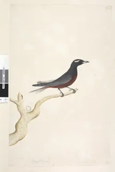 Pagina 13. Ocypterus. boven titel in andere hand December. Natuurlijke grootte Witte, Gebroodde Houtzwaluw Artamus superciliosus, mannetje