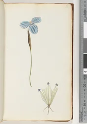 Pagina 13. Onbekende plant