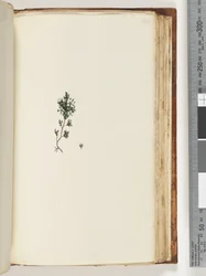 Pagina 143. Onbekende plant