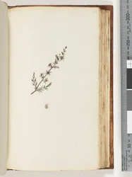 Pagina 144. Onbekende plant