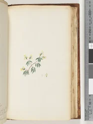 Pagina 162. Onbekende plant