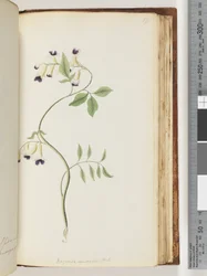 Pagina 171. Bignonia australis H.K