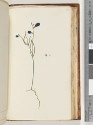 Pagina 174. Onbekende plant