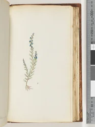 Pagina 176. Onbekende plant
