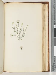 Pagina 196. Onbekende plant