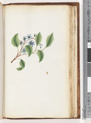 Pagina 199. Ongeïdentificeerde plant