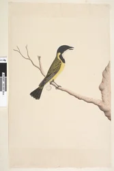 Pagina 19. April. Natuurlijke grootte Gouden Fluiter Pachycephala pectoralis, mannetje