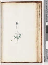 Pagina 200. Ongeïdentificeerde plant