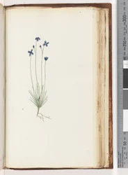 Pagina 202. Ongeïdentificeerde plant