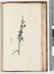 Pagina 203. Ik geloof dat dit Thelymitra ixioides is, Gevlekte Zon Orchidee