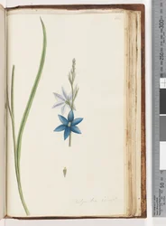 Pagina 204. Thelymitra ixiodes / Gevlekte Zon Orchidee