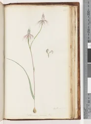 Pagina 208. Arethusa certe? Caladenia carnea Br / Roze Vingers Orchidee