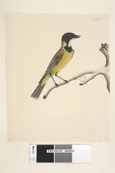 Pagina 20. Ware grootte. April Gouden Fluiter Pachycephala pectoralis, mannetje, 1791-92