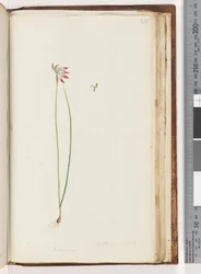 Pagina 210. Arethusa certe? / Caladenia