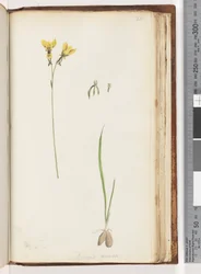 Pagina 211. Vorm van Diuris aurea / Gouden Ezel Orchidee