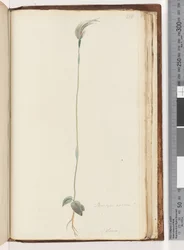 Pagina 216. Pterostylis nutans?