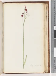 Pagina 218. Caleya major Br. Vliegende Eend Orchidee