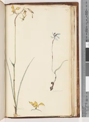 Pagina 219. Caladenia / Diuris twee planten