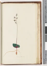 Pagina 222. Acianthus sp