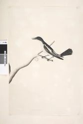 Witvleugeltriller