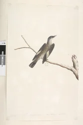 Pagina 23. Mei, natuurlijke grootte, iris & tong twijfelachtig Bruine Boomkruiper Climacterus picumnus, 1791-92
