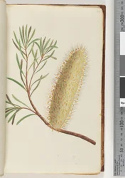 Pagina 24. Naamloze bloeiende plant