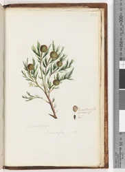 Pagina 253. Euphorbiaceae / Ricinocarpus ...? Bruidsstruik