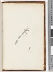 Pagina 261. Ongeïdentificeerde plant
