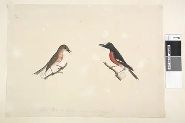 Pagina 26. Twee vogels van Norfolk Island