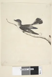 Pagina 27. Mei. Natuurlijke grootte Gehoede Robin, vrouwtje Melanodryas cucullata