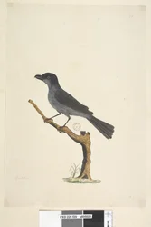 Pagina 29. Merel Norfolk Island Merel? Aplonis fuscus, mannetje, 1791-92
