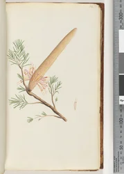 Pagina 32. Plant, Banksia ericifolia