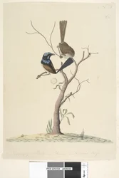 Pagina 34. Mo,ro,dru,ing, mannetje en vrouwtje, natuurlijke grootte Prachtige Blauwe Winterkoning Malarus cyaneus, 1791-92