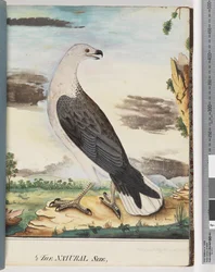 Pagina 34. Witborstzeearend Verwant aan de Okselvalk
