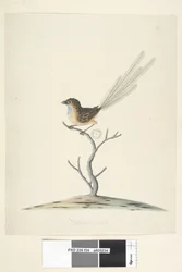 Pagina 35. Ware grootte Emu, Winterkoning, mannetje Stipiturus malachurus, 1791-92