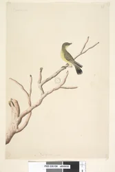 Pagina 36. September. Natuurlijke grootte Gele Doornstaart Acanthiza nana
