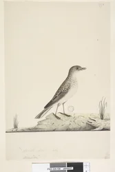Pagina 38. Alundu? boven titel in andere hand Natuurlijke grootte, juli Pieper Anthus australis, 1791-92