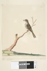 Pagina 39. Fringilla. langs de onderrand in andere hand juli, natuurlijke grootte. De noten van deze vogel zijn gelijk aan of beter dan de Engelse Linnet Gevlekte Zanger Chthonicola sagittata, 1791-92
