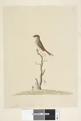 Pagina 40. Fringilla. Ware grootte Rood, Gebroekte Vink Neochmia temporalis Aegintha temporalis, 1791-92