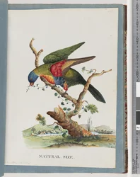 Regenbooglori. Ps. Haematodus. Roodborst- of Blauwbuikpapegaai