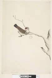 Pagina 41. Fringilla. boven titel in andere hand Juni. Natuurlijke grootte. Iris twijfelachtig Diamantvink Stagonopleura guttata, onvolwassen, 1791-92