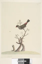 Diamantvink