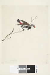 Pagina 43. Fringilla. onder titel in andere hand Februari. Ware grootte Diamantvink Stagonopleura guttata, 1791-92