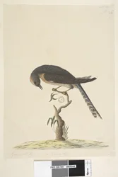 Pagina 45. Ware grootte. rechtsboven in andere hand A linksonder Gaat met B d.w.z. f.44 Waaierstaart Koekoek Cacomantis pyrrhophanus, 1791-92