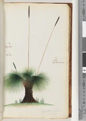 Pagina 45. Xanthorrhoea Hastile Grasboom Vergroot. Natuurlijke grootte. Zaad Natuurlijke grootte