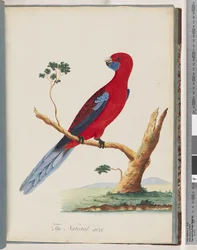 Pagina 46. Karmozijnrood Rosella. Pennantparkiet