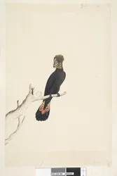 Pagina 48. Zwarte kaketoe. Linksonder, in een ander handschrift: Op schaal verkleind tot 1/3 van de natuurlijke grootte. Glanzende zwarte kaketoe Calyptorhynchus lathami, vrouwtje, 1791-92