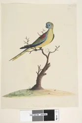 Turkooisparkiet